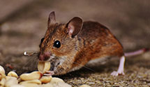24 Hour & Emergency Exterminators in Union Bridge, MD